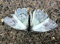 Dead Beauty