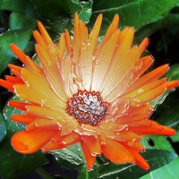 Shrink Wrap Flower